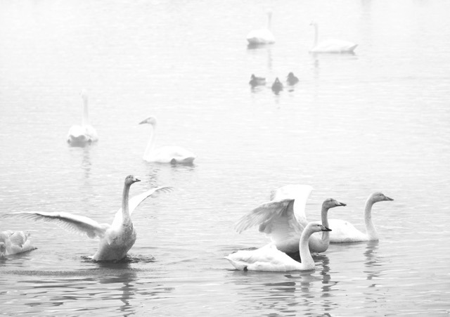 Some more swans